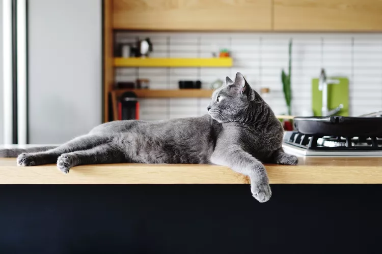 Cats and Aluminum Foil: Will It Keep Your Kitties Off the Counters?