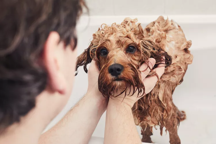 How to Give a Flea Bath to Your Dog