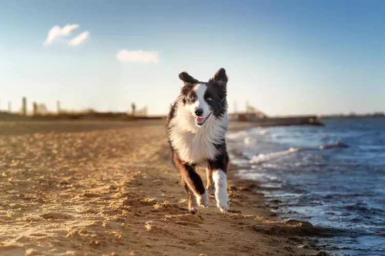 Exploring the Different Types of Pet-Friendly Beaches