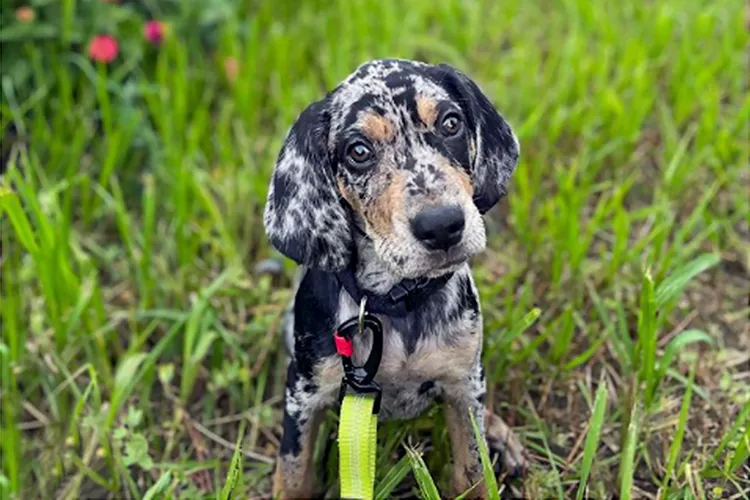 American Leopard Hound: Dog Breed Characteristics and Care