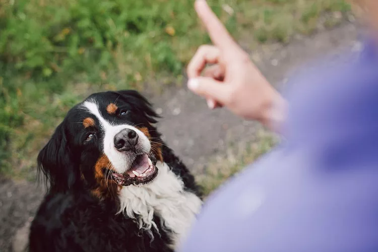 How to Train Your Deaf Dog