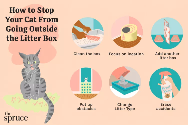 Why Is My Cat Pooping Outside The Litter Box? Potential Causes and What To Do About It