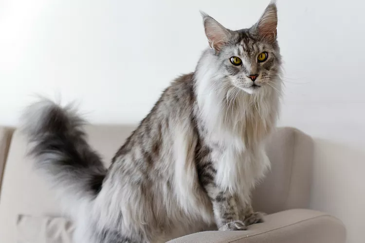 Top 10 Big House Cats