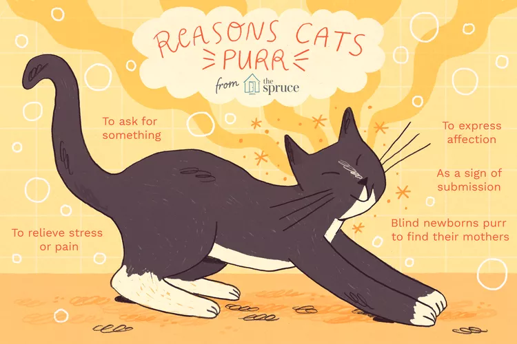 Understanding the Purring of Cats