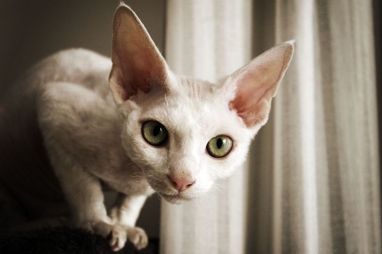 15 Top Cat Breeds With Big Eyes