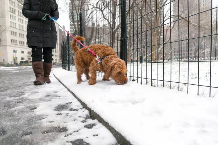 Is Pet-Safe Ice Melt Really Safe for Pets?