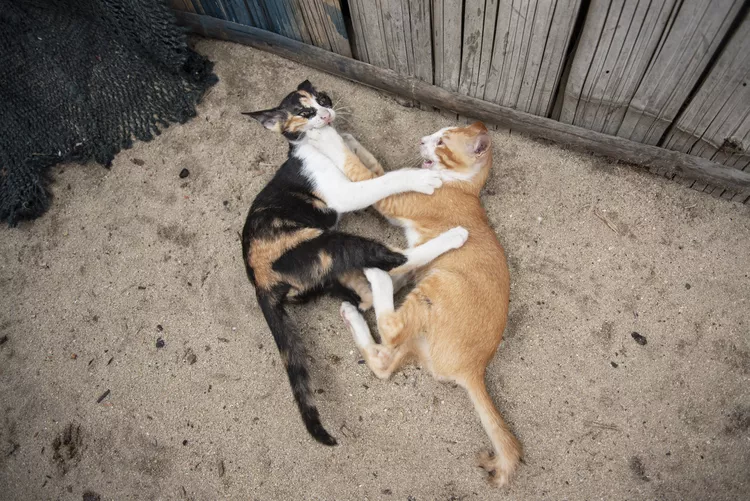 How to Stop Cats From Using a Sandbox as a Litter Box