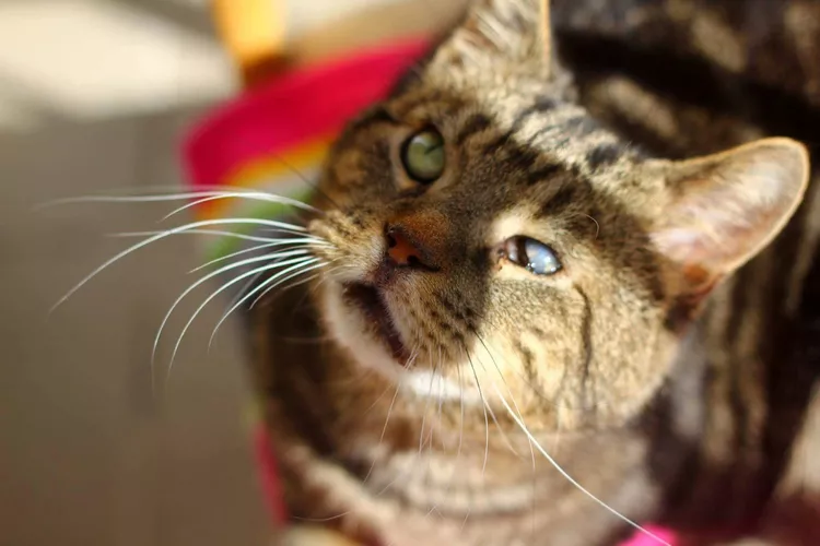 8 Ways to Help a Blind Cat Keep Safe in Your Home