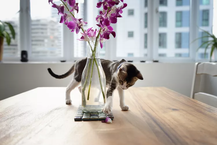 9 Houseplants Safe for Cats