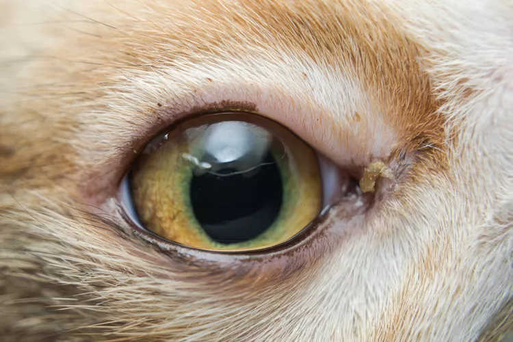 Conjunctivitis in Cats