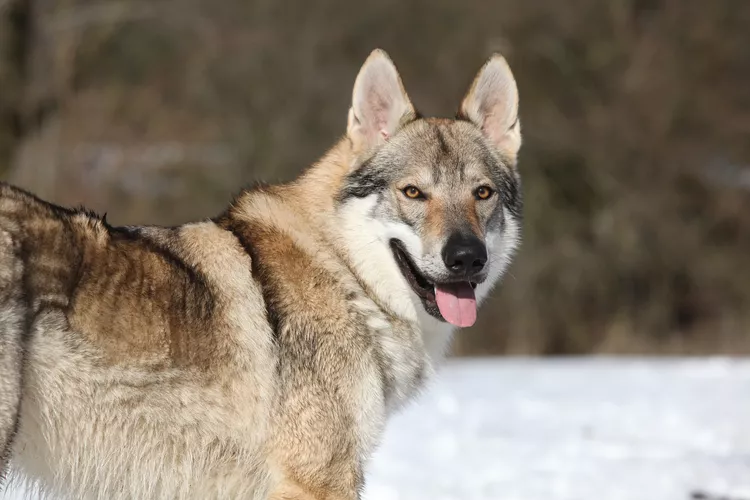 Czechoslovakian Vlcak (Czechoslovakian Wolfdog): Breed Characteristics & Care