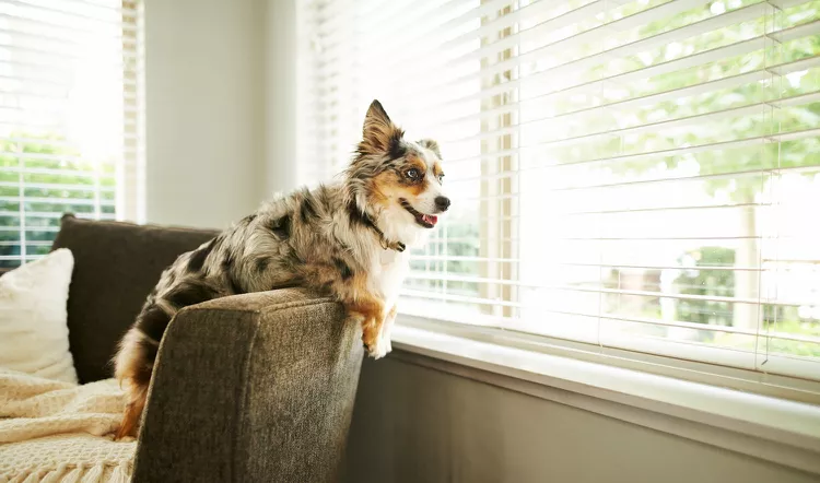 Miniature American Shepherd: Dog Breed Characteristics & Care