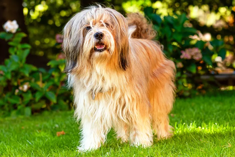 Tibetan Terrier: Dog Breed Characteristics & Care