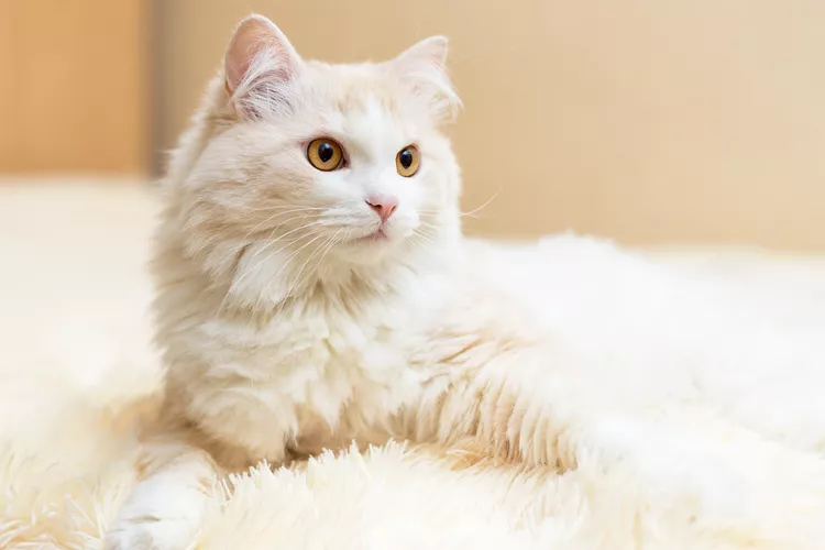 Turkish Angora: Cat Breed Profile, Characteristics & Care