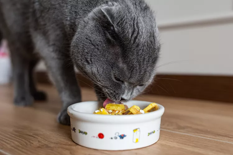 What You Need to Know About Homemade Cat Food