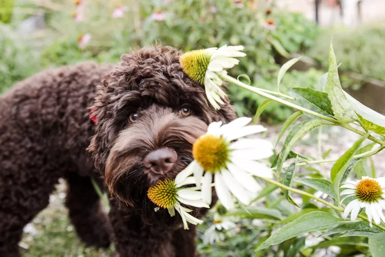 Poisonous Plants for Dogs