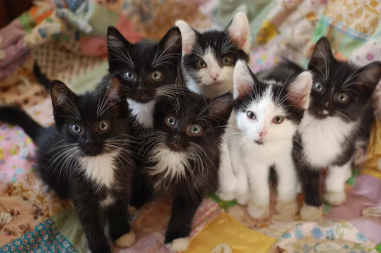 How Many Litters Can a Cat Birth in One Year?