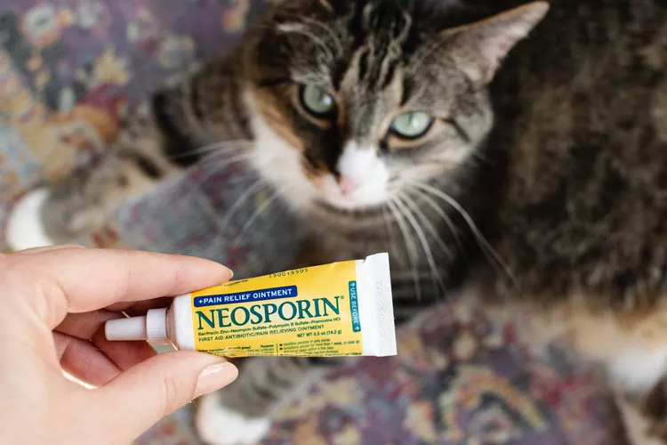 Is Neosporin Safe for Cats?