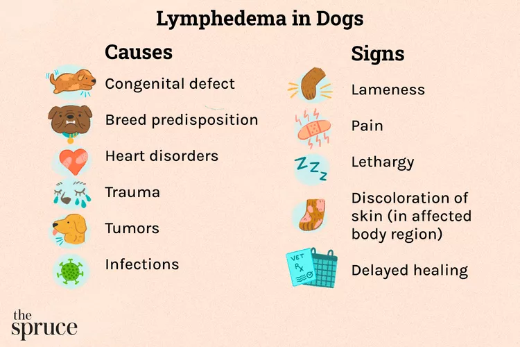 Lymphedema in Dogs