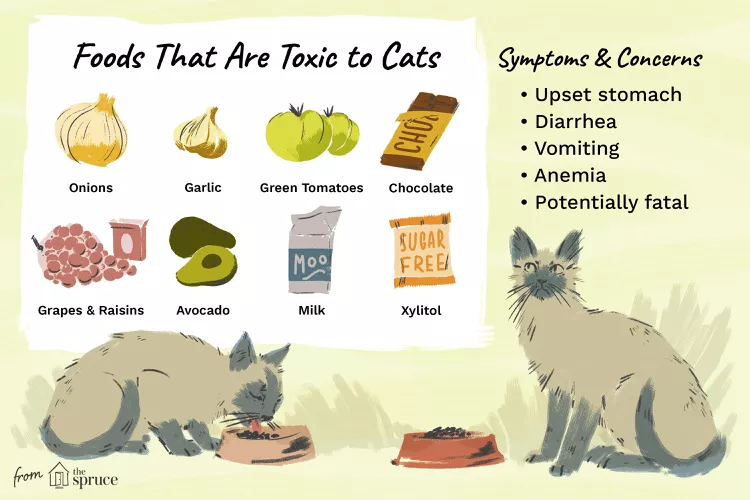 Human Foods That Are Poisonous to Cats