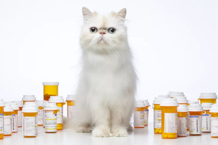 Using Pimobendan (Vetmedin) for Cats with Heart Failure