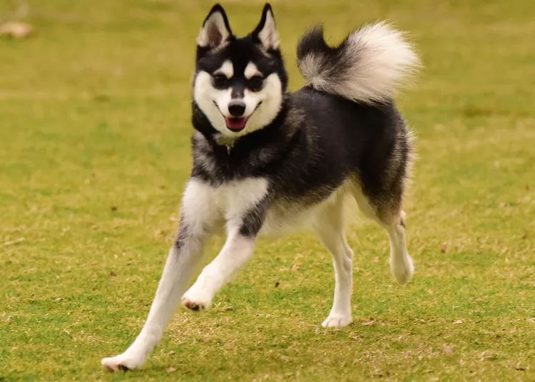 Alaskan Klee Kai: Dog Breed Characteristics & Care