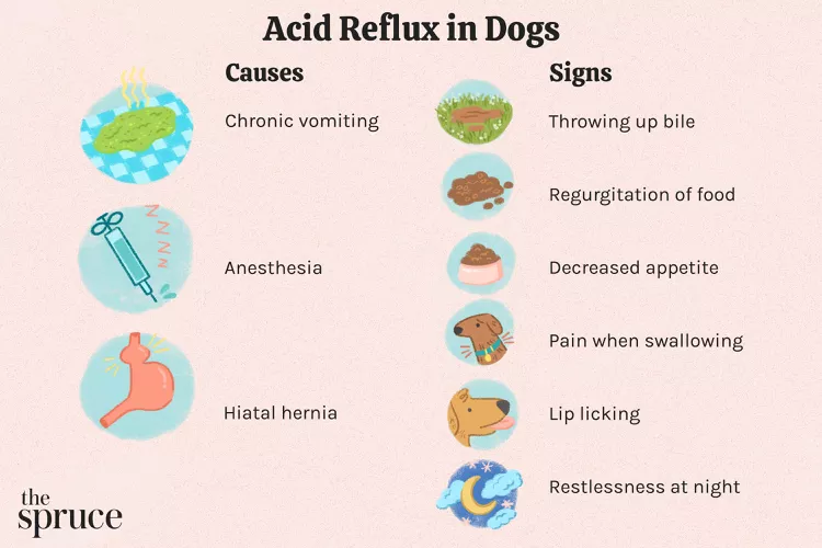 Acid Reflux in Dogs