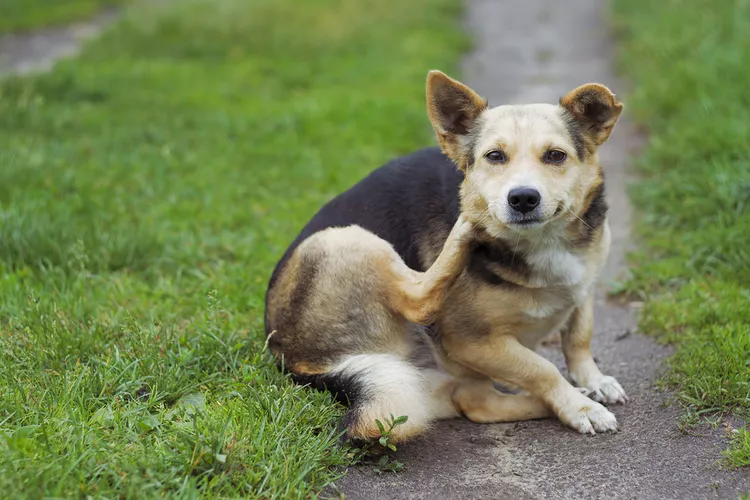 Skin Irritation in Dogs