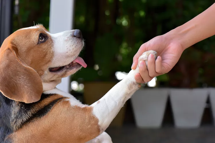 How to Use Positive Reinforcement to Train Your Dog