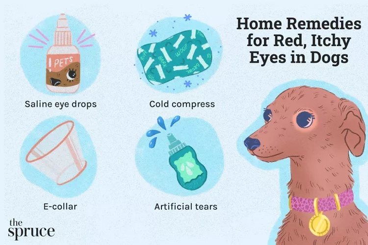 At-Home Remedies for Red, Itchy Eyes in Dogs