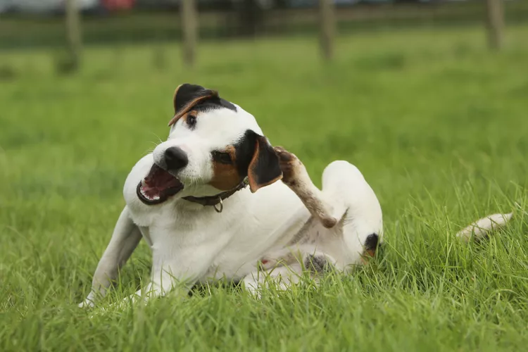 Lice in Dogs