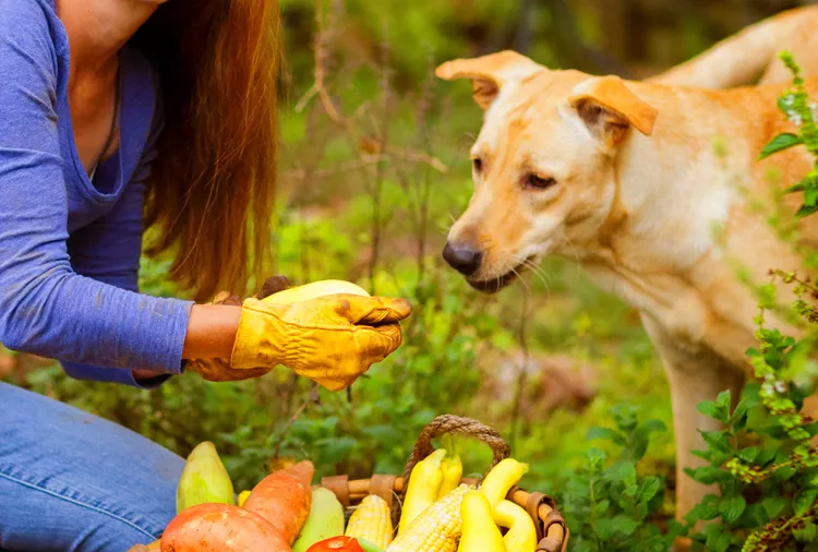 Can Dogs Eat Squash? Here's What a A Vet Thinks