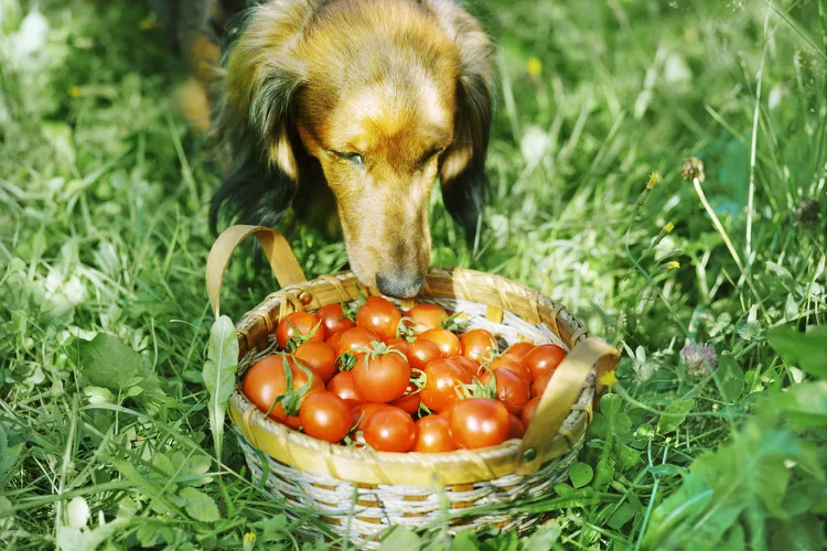 Can My Dog Eat Tomatoes?