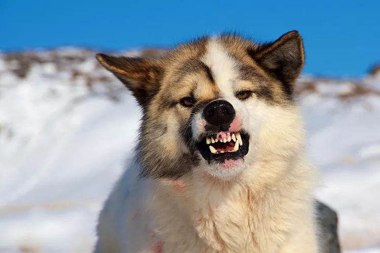 Understanding Dog Growling