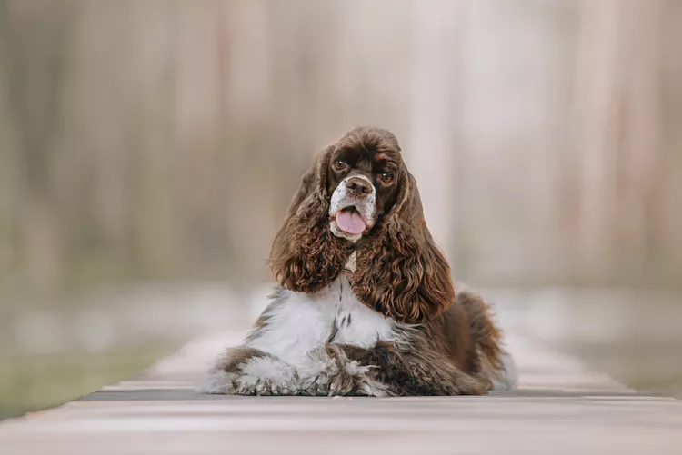 American Cocker Spaniel: Dog Breed Characteristics & Care