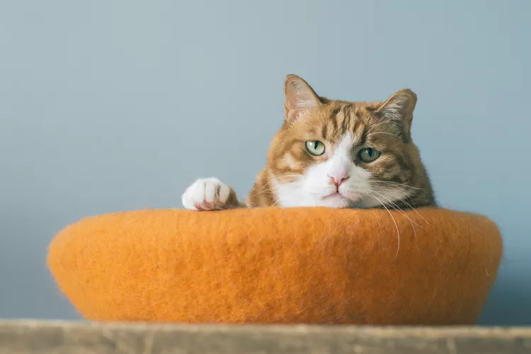 19 Orange Cat Names