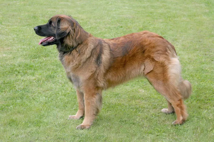 Leonberger (Leo): Dog Breed Characteristics & Care