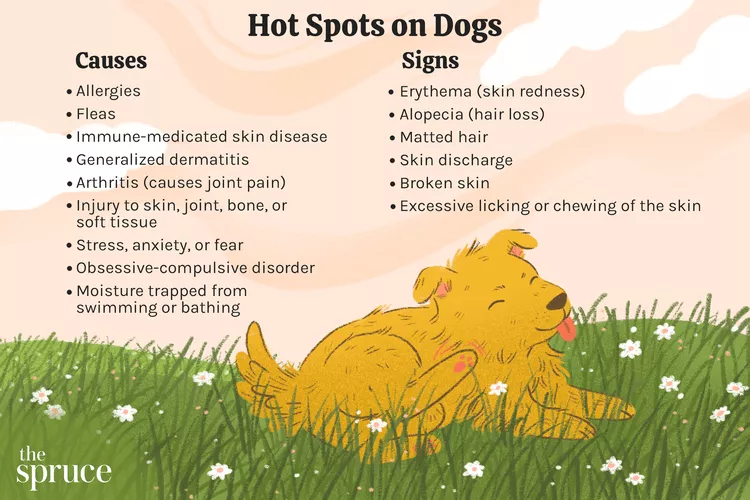 Hot Spots on Dogs