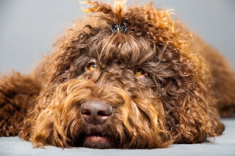 Barbet: Dog Breed Characteristics & Care