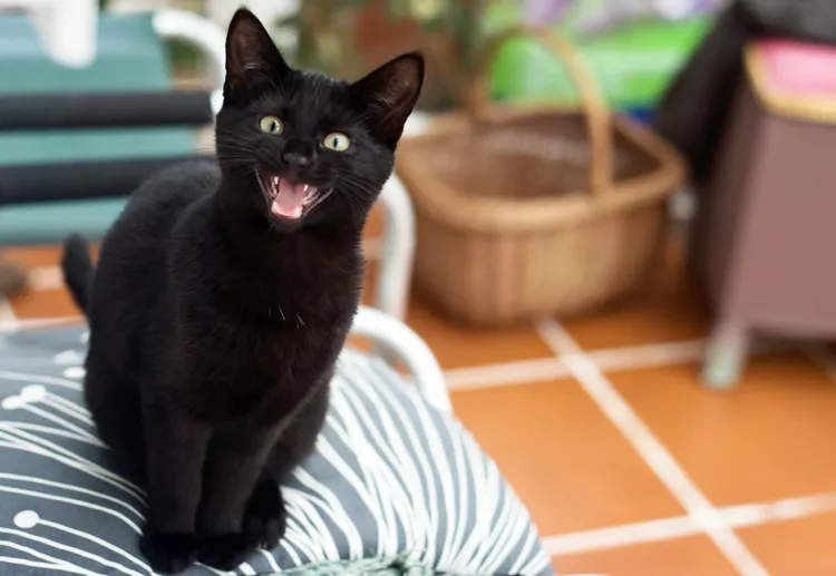 What Do the Different Cat Meows Mean?