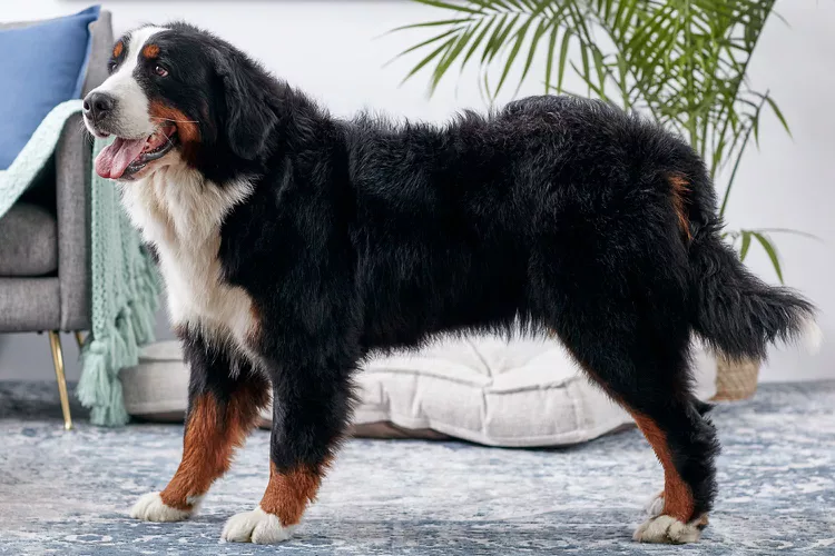 Bernese Mountain Dog (Berner): Characteristics & Care