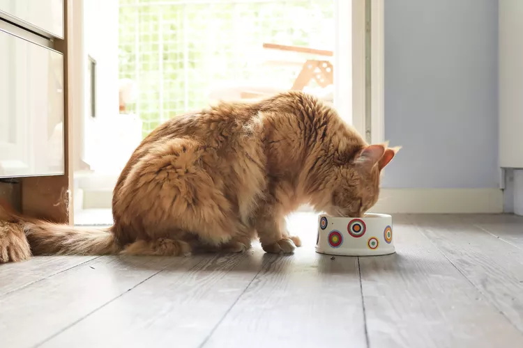 Should You Feed Your Cat a Raw Diet?