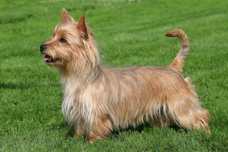 Australian Terrier: Dog Breed Characteristics & Care