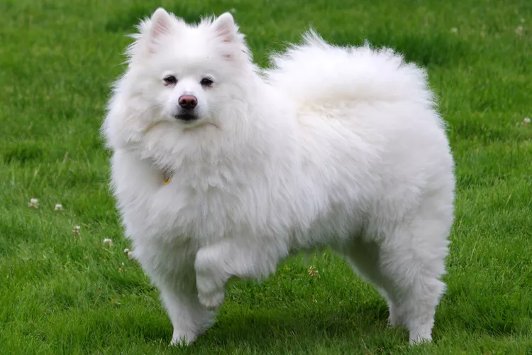 American Eskimo (Eskie): Dog Breed Characteristics & Care