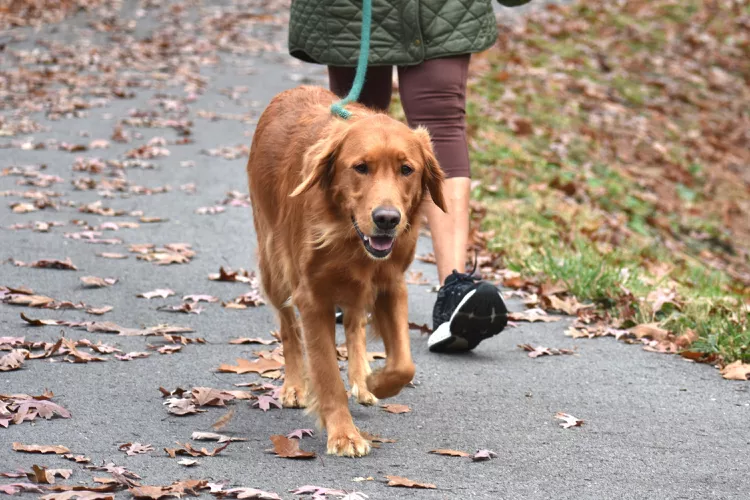 How to Walk Your Dog