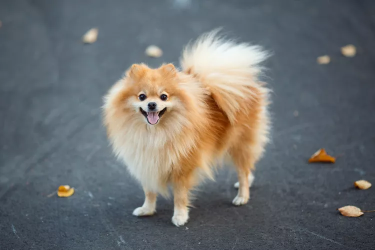 German Spitz: Dog Breed Characteristics & Care