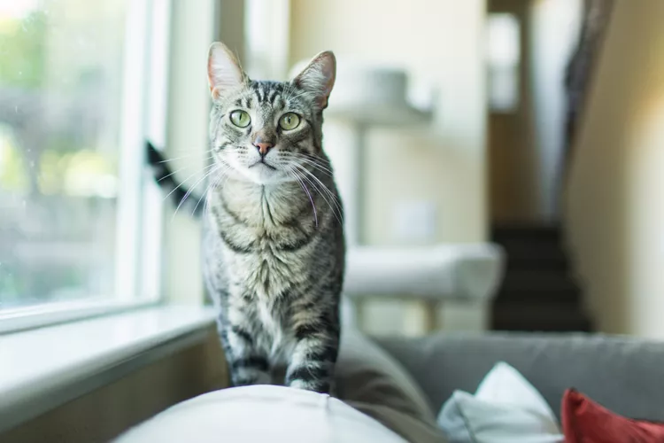 Understanding How Cats Speak Through Ear Movements