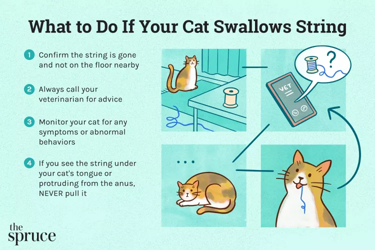 What To Do If Your Cat Swallows a String