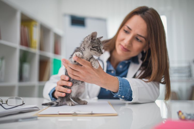 What to Expect With Your Kitten's First Vet Visit