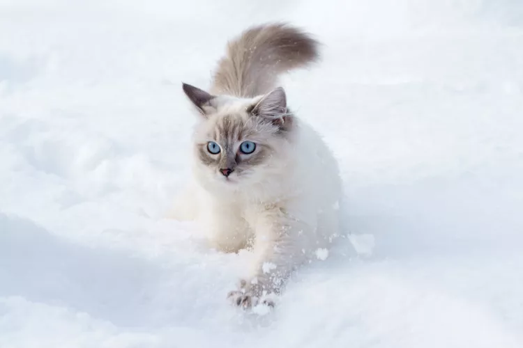 Fact or Fiction: Can Cats Get Frostbite?